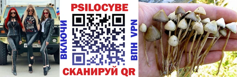 продажа наркотиков  блэк спрут ССЫЛКА  Псилоцибиновые грибы мицелий  Находка 